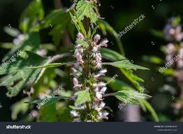 Attēlu rezultāti vaicājumam “Leonurus cardiaca leaf”