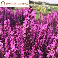 Attēlu rezultāti vaicājumam “Salvia nemorosa flower”