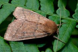 Attēlu rezultāti vaicājumam “Mythimna turca”