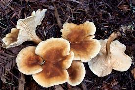 Attēlu rezultāti vaicājumam “Hygrophoropsis aurantiaca”
