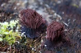 Attēlu rezultāti vaicājumam “Stemonitis axifera”