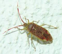 Attēlu rezultāti vaicājumam “Pantilius tunicatus”