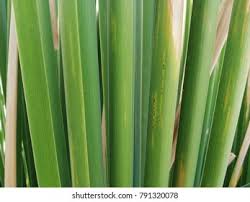 Attēlu rezultāti vaicājumam “Typha angustifolia  leaf”
