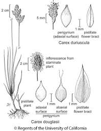 Attēlu rezultāti vaicājumam “Carex dioica male flower”