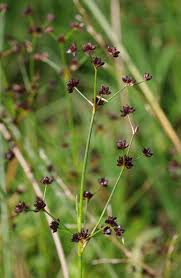 Attēlu rezultāti vaicājumam “Juncus articulatus”