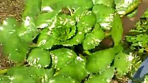 Attēlu rezultāti vaicājumam “Trapaceae”