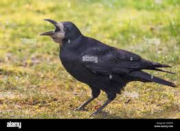 Attēlu rezultāti vaicājumam “Corvus frugilegus”