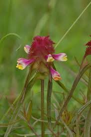 Attēlu rezultāti vaicājumam “Melampyrum cristatum”