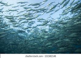 Image result for Caranx lugubris