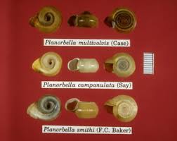 Attēlu rezultāti vaicājumam “Planorbidae”