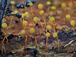 Attēlu rezultāti vaicājumam “Physarum luteolum spores”