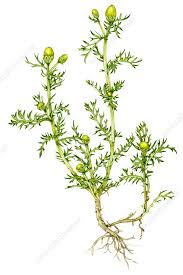 Attēlu rezultāti vaicājumam “Matricaria discoidea”