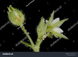 Attēlu rezultāti vaicājumam “Arenaria serpyllifolia flower”