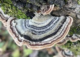 Attēlu rezultāti vaicājumam “Trametes versicolor”