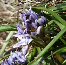 Attēlu rezultāti vaicājumam “Microbotryum tragopogonis - pratensis”