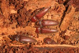 Attēlu rezultāti vaicājumam “Melanotus sp.”