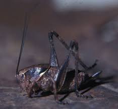 Attēlu rezultāti vaicājumam “Tettigoniodea”