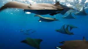 Image result for Mobula tarapacana