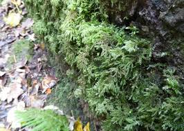 Attēlu rezultāti vaicājumam “Thamnobryum subserratum”