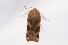 Attēlu rezultāti vaicājumam “Noctua fimbriata imago”