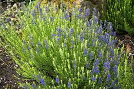 Image result for Hyssopus officinalis