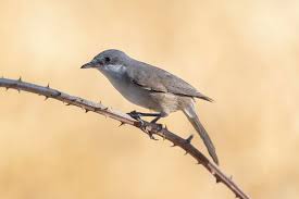 Image result for Sylvia hortensis