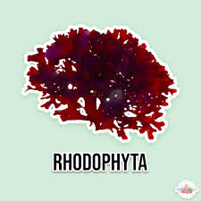 Attēlu rezultāti vaicājumam “Rhodophyta”