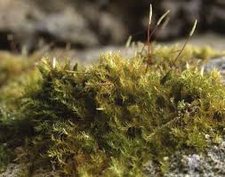 Attēlu rezultāti vaicājumam “Campylium, Campyliadelphus”