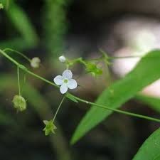 Attēlu rezultāti vaicājumam “Veronica scutellata leaf”