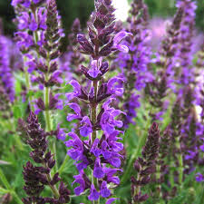 Attēlu rezultāti vaicājumam “Salvia nemorosa flower”