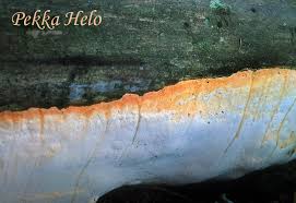 Attēlu rezultāti vaicājumam “Perenniporia subacida”