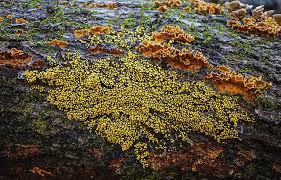 Attēlu rezultāti vaicājumam “Physarum obscurum spores”