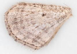 Attēlu rezultāti vaicājumam “Horisme vitalbata”