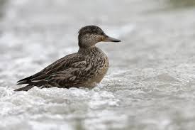 Attēlu rezultāti vaicājumam “Anas crecca”