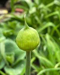 Attēlu rezultāti vaicājumam “Allium sativum bud”