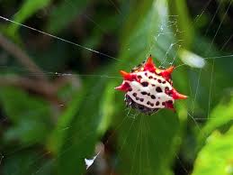 Image result for crab spider