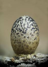 Attēlu rezultāti vaicājumam “Lycogala conicum macro”