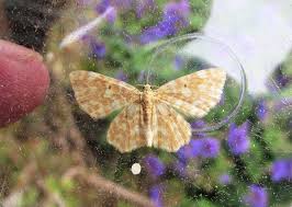 Attēlu rezultāti vaicājumam “Hydrelia flammeolaria”