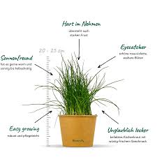 Image result for Schnittlauch