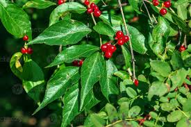 Attēlu rezultāti vaicājumam “Lonicera caprifolium fruit”