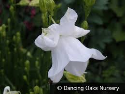 Image result for Campanula persicifolia