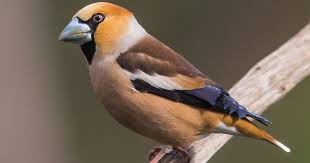 Attēlu rezultāti vaicājumam “Coccothraustes coccothraustes adult”