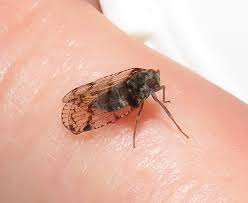 Attēlu rezultāti vaicājumam “Cixius sp.”