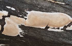 Attēlu rezultāti vaicājumam “Cinereomyces lindbladii”