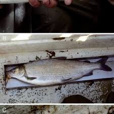 Image result for Coregonus oxyrinchus