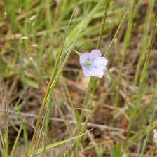 Attēlu rezultāti vaicājumam “Linaceae”