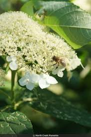 Attēlu rezultāti vaicājumam “Hydrangea arborescens”