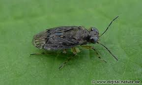 Attēlu rezultāti vaicājumam “Saldula saltatoria”