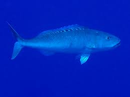 Image result for Aprion virescens