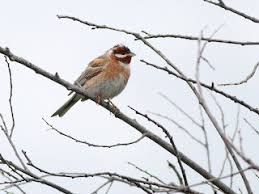 Image result for Emberiza leucocephalos